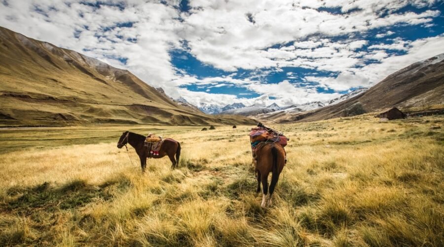 Horses in the Andes during the Ausangate 7 Lakes Tour