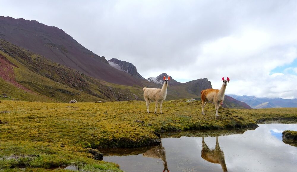 Andes Hike with llamas in the Peruvian Andes