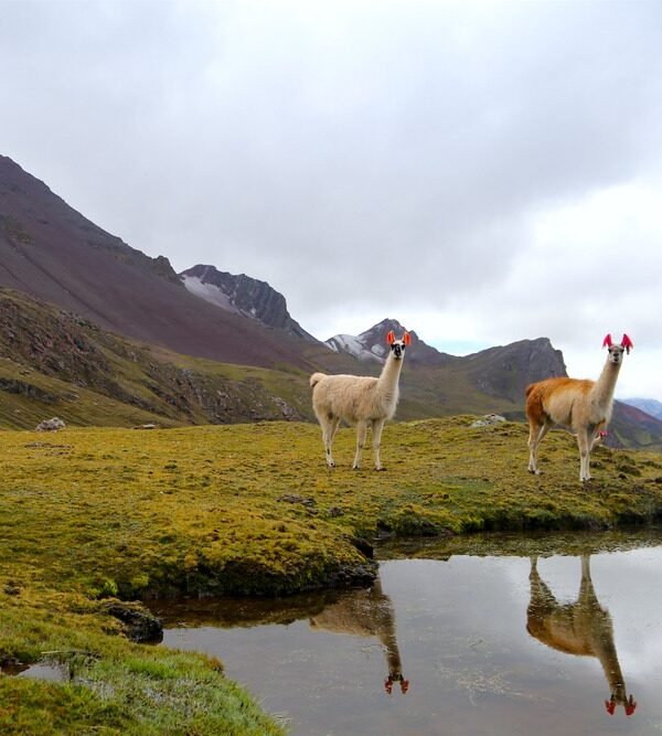 Andes Hike with llamas in the Peruvian Andes