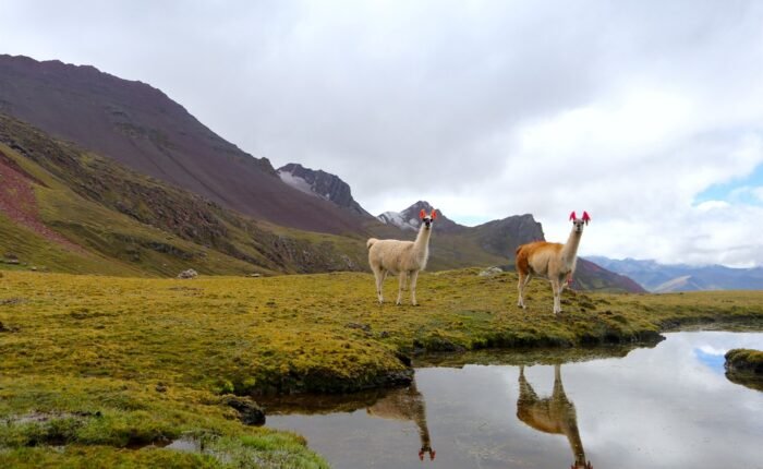 Andes Hike with llamas in the Peruvian Andes