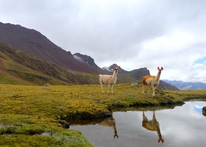 Andes Hike with llamas in the Peruvian Andes
