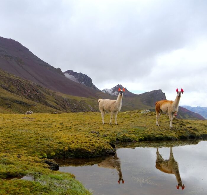 Andes Hike with llamas in the Peruvian Andes