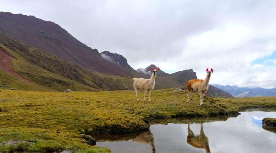 Andes Hike with llamas in the Peruvian Andes